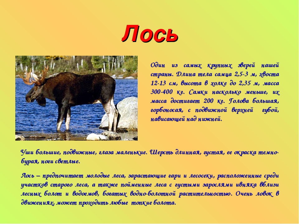 Подготовить сообщение о любом. Доклад про животных. Текст про животных. Описание животных. Лось доклад.