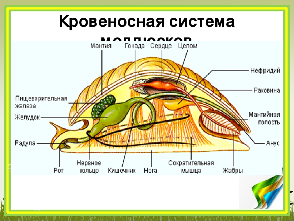 Полость тела моллюсков вторичная
