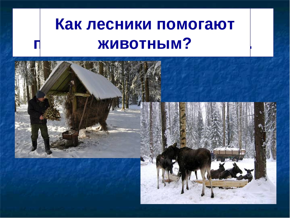 Как помочь животным зимой 2. Помогите животным зимой. Как помощь животным в зимнее время. Как помочь зимующим животным. Как помочь животным в зимнее время 2 класс.