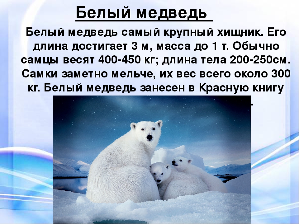 Доклад по окружаемому миру 4 класс. Информация о животных Арктики. Арктика презентация. Белый медведь презентация. Арктика белый медведь доклад.