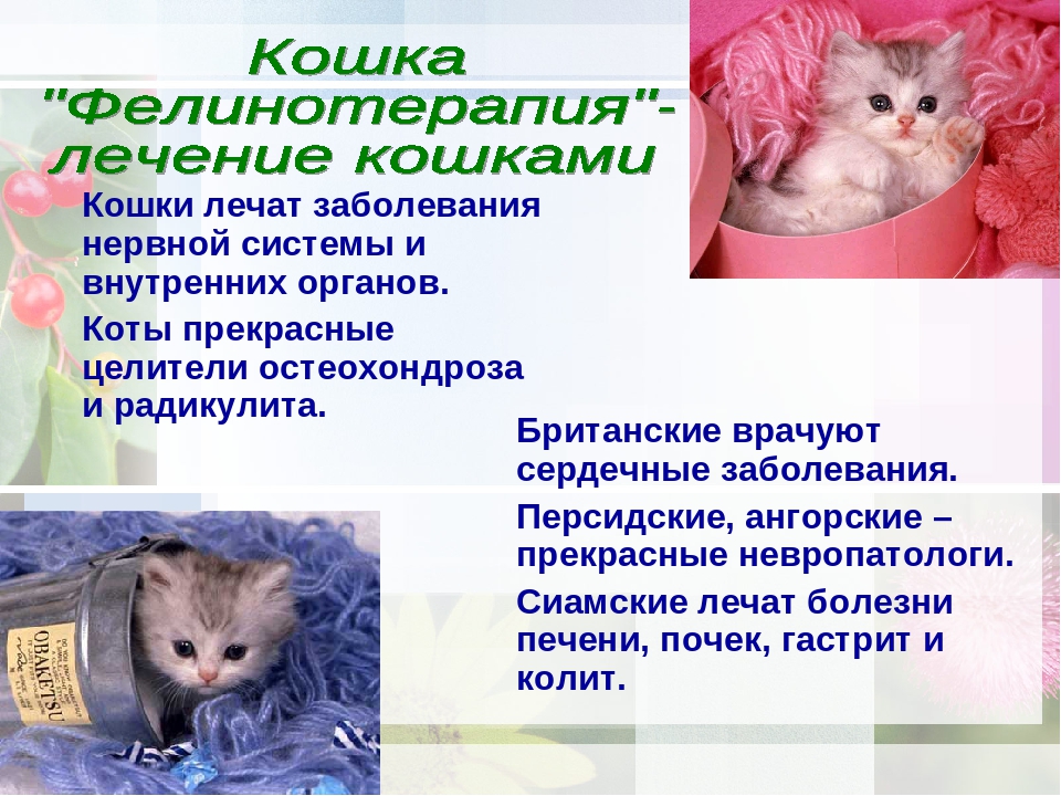 Болезни пород кошек. Кошки лечат. Фелинотерапия. Кошка лечит человека. Какие болезни лечат кошки.