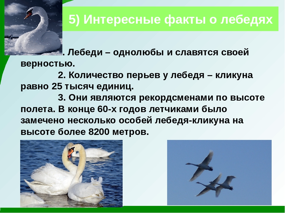Энциклопедия статью о жизни лебедей