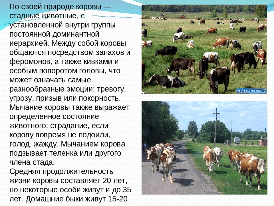 Корова доклад 3 класс окружающий. Информация о корове. Сообщение о корове. Доклад про корову. Домашнее животное корова доклад.