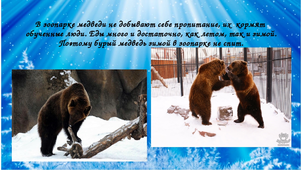 Почему мишка без родителей. Бурый медведь зимой. Медведь для презентации. Медведь в зоопарке зимой. Медведь презентация для детей.