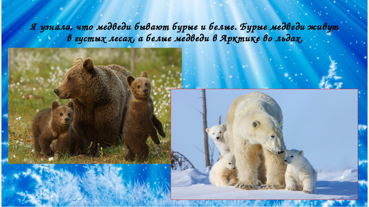 Почему 2 медведя. Медведь живущий втлесу проект. Бурый медведь живет в лесу. Белый медведь и бурый медведь. Белый медведь в лесу.