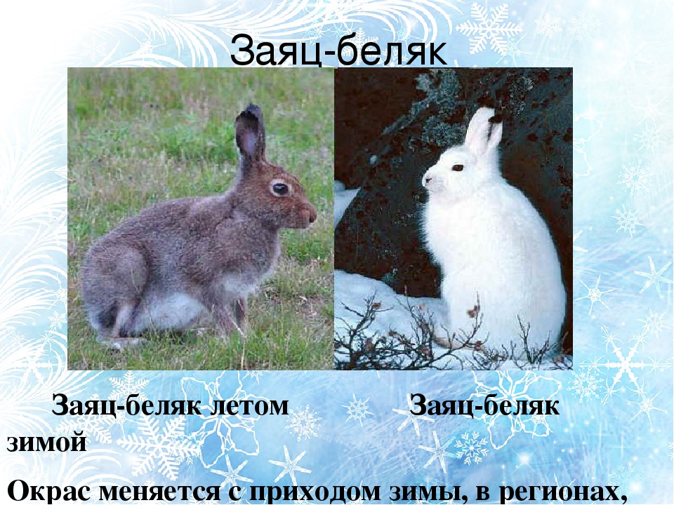 Изменение окраски животных. Окрас меха зайца беляка. Заяц Русак меняет окраску зимой. Заяц Беляк летний окрас. Заяц Беляк меняет окрас.