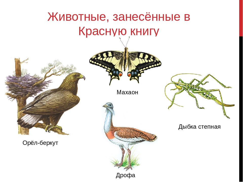 Какой тип развития характерен для дыбки степной