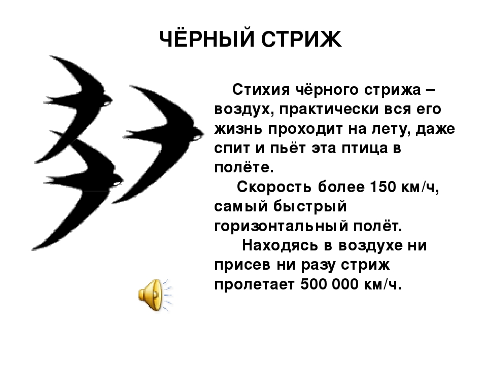 Научно познавательный текст о стрижах 4. Кратко о Стрижах. Рассказ о Стрижах. Интересные факты о Стрижах самые интересные. Факты о Стрижах.