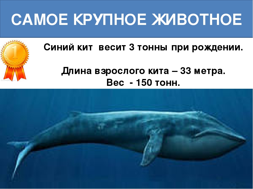 Физиологические признаки синего кита. Синий кит Размеры и вес. Сколько весит синий кит. Самый большой синий кит.