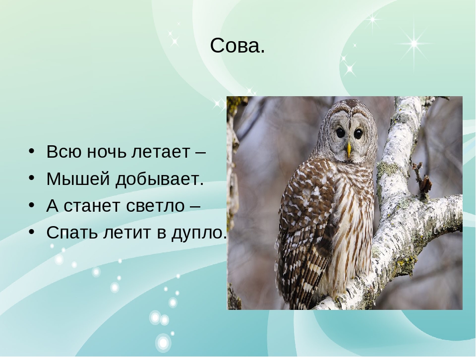 Сова описание. Описание Совы. Рассказ про сову. Доклад про сову. Сова рассказывает.