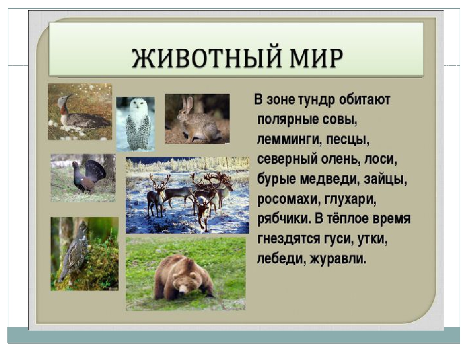 Выберите лишнее животное в природной зоне. Животный мир природных зон России. Какие животные обитают в зоне тайги. В какой природной зоне не обитают Совы. Какие животные обитают в природных зонах России.