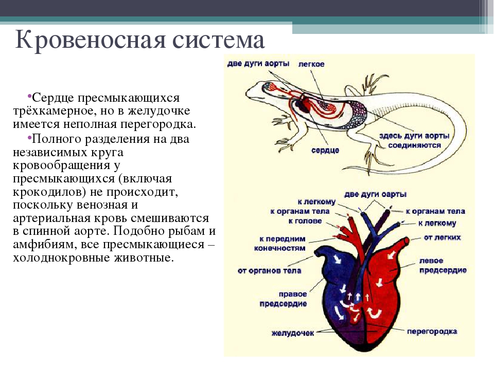 У земноводных сердце трехкамерное с неполной перегородкой. Кровеносная система система пресмыкающихся. Кровеносная система млекопитающих схема биология 7 класс.