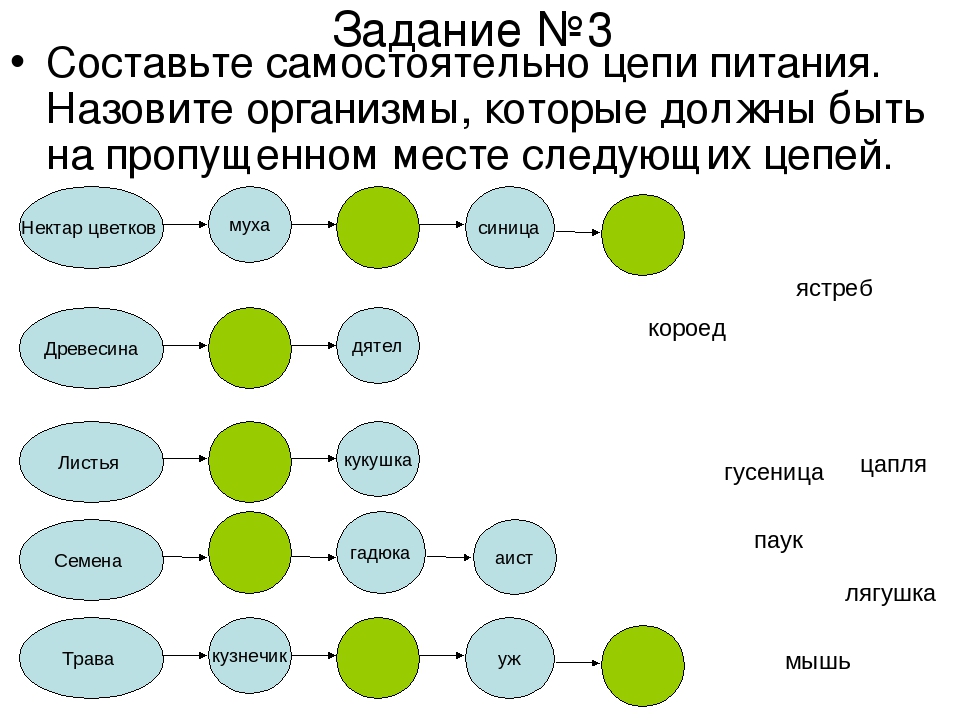 5 цепей питания. Цепи питания задания для 3 класса. Задание на составление цепи питания 3 класс. Практическая работа состав цепи питания. Составить цель питания.