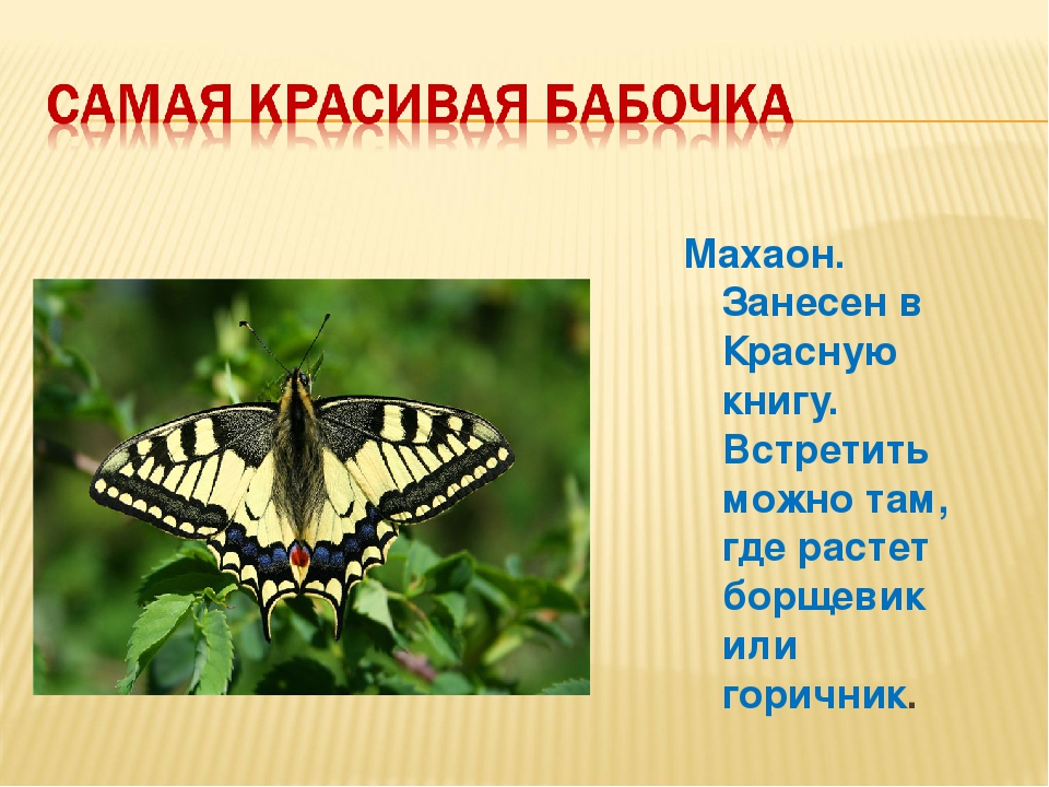 Бабочка махаон описание. Махаон бабочка 2 класс. Махаон бабочка красная книга. Бабочка Махаон среда обитания. Бабочка Махаон снизу.