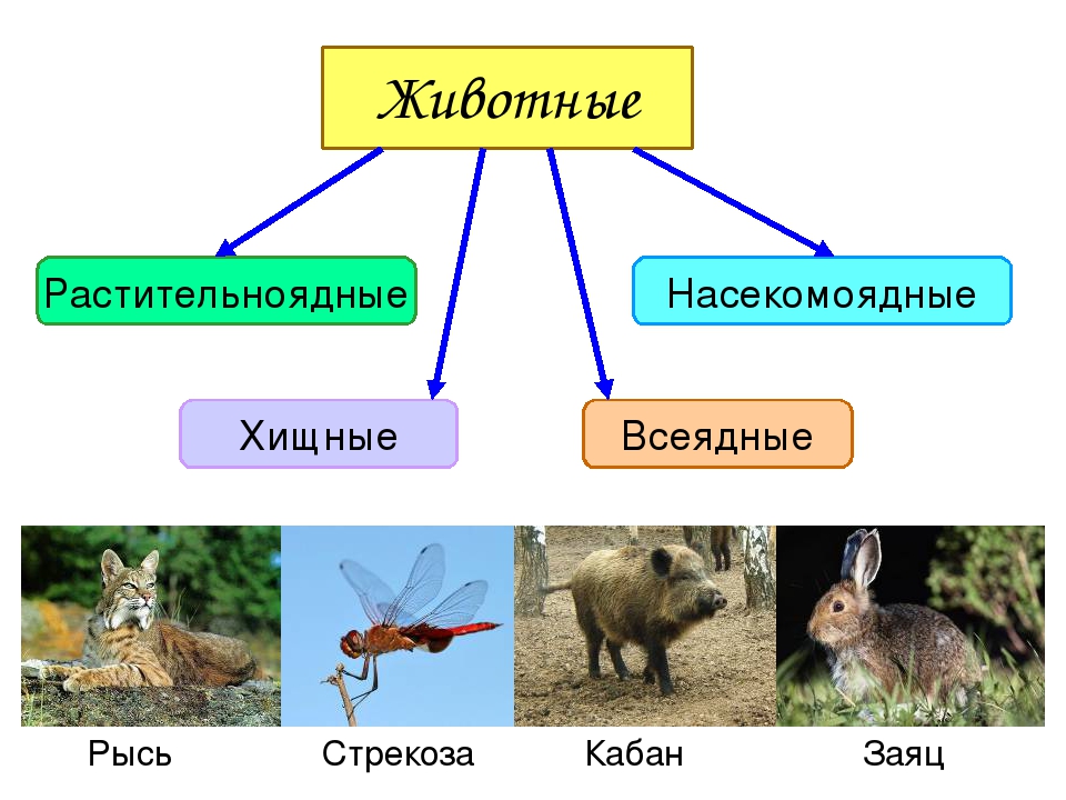 Хищные животные таблица список. Растительноядные животные. Растительноядные и Хищные животные. Звери Хищные и травоядные. Животные растительноядные ядные.