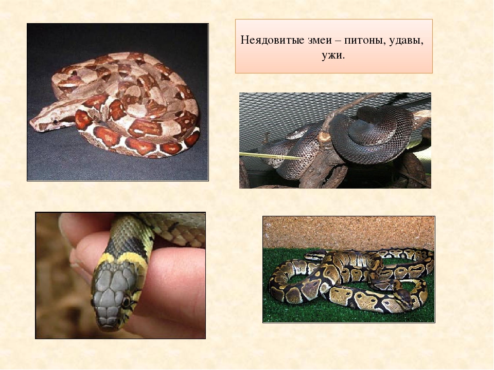 Зачем нужны змеи. Ядовитые и неядовитые змеи. Презентация на тему удавы. Доклад про змей. Змеи окружающий мир 3 класс.
