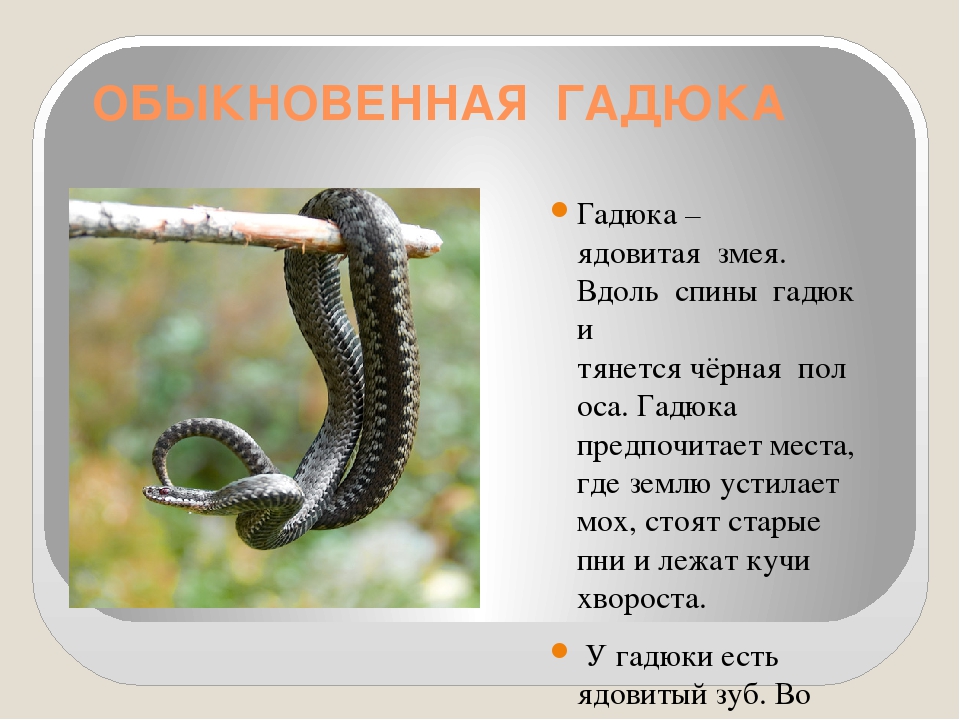 Сообщение о гадюке обыкновенной. Интересные факты о гадюке. Информация о ядовитых змеях. Доклад про змею гадюку.