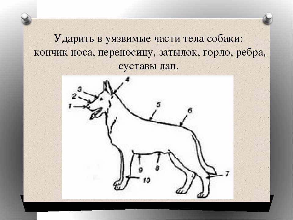 Части собаки. Собака части туловища. Части тела собаки. Части тела собаки для детей. Уязвимые места собаки.