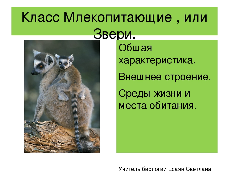 Класс млекопитающие внешнее и внутреннее строение урок по биологии 7 класс презентация