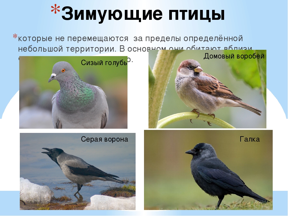 Перелетные птицы татарстана. Перелетные птицы. Городские перелетные птицы. Зимующие птицы голубь. Кочующие птицы для дошкольников.