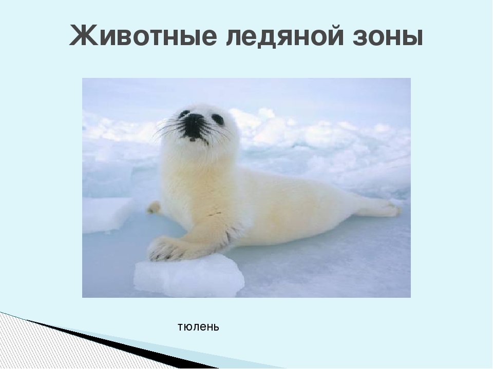 Сколько букв в слове тюлень. Обитатели ледяной зоны. Животный мир ледяной зоны. Животные ледяной зоны 4 класс. Животные ледяной пустыни.