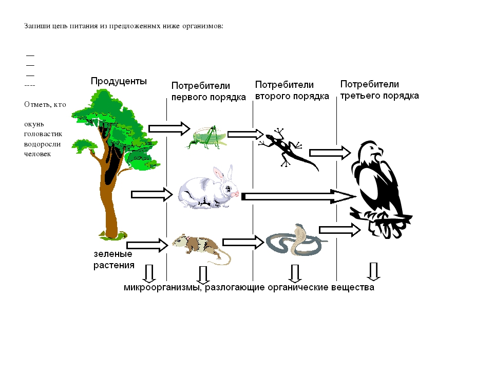 Какое звено в цепи питания занимает изображенный на рисунке уж 1 продуцент