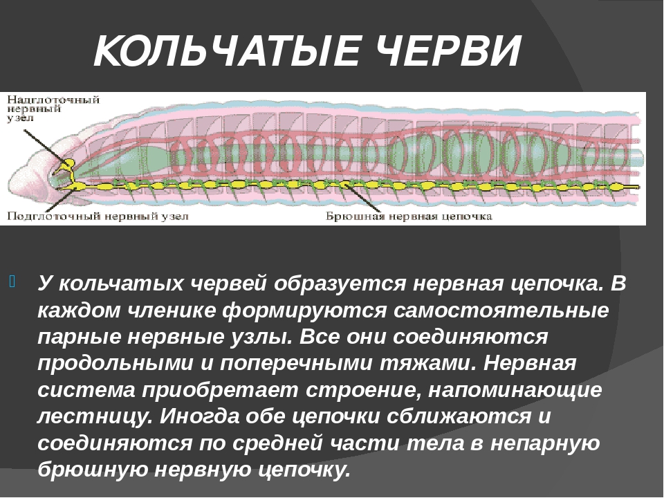 Замечательная особенность этого червя состоит в том. Нервная система кольчатых червей 7 класс. Нервная система кольчатых червей. Тип нервной системы у кольчатых червей. Нервная система кольчатых червей какого типа.