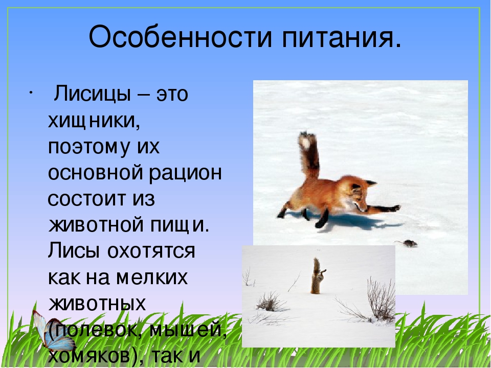 Написать fox. Рассказ о лисе. Рассказ про лису. Лиса для презентации. Доклад про лису.