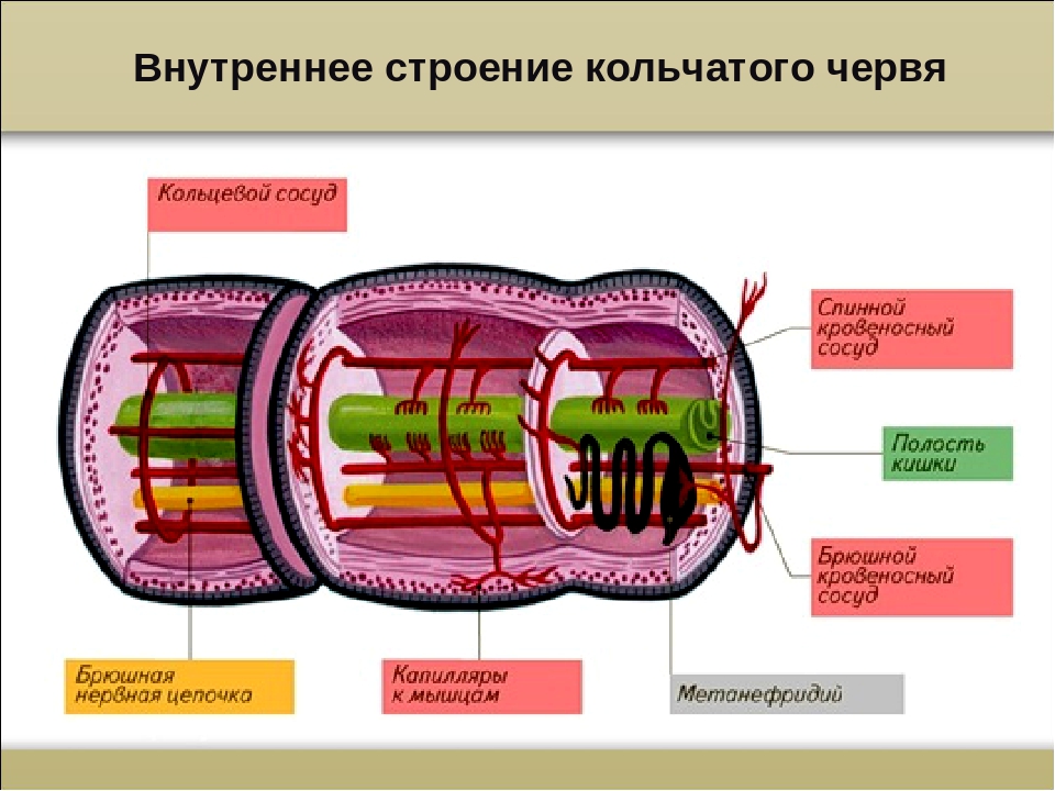 Кольцевые сосуды дождевого червя. Тип кольчатые черви строение. Малощетинковые черви строение ЕГЭ. Схема строения кольчатого червя. Кольчатые черви строение систем.