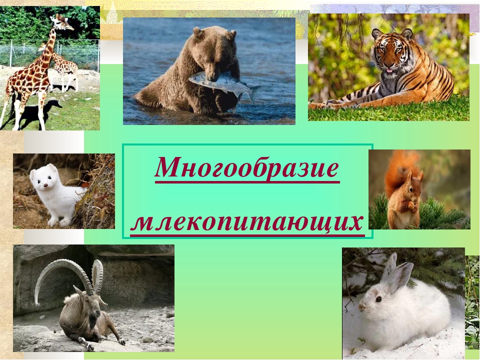 Представители высших млекопитающих. Млекопитающие звери. Многообразие млекопитающих. Многообразие видов млекопитающих. Класс млекопитающие многообразие.