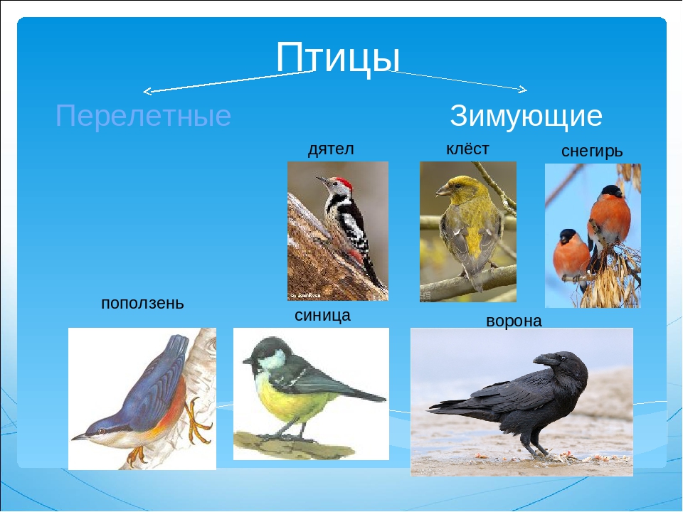 Снегирь это перелетная птица. Клест зимующая птица или нет. Перелетные и зимующие птицы. Дятел Перелетная птица или зимующая. Перелётные птицы и зимующие птицы.