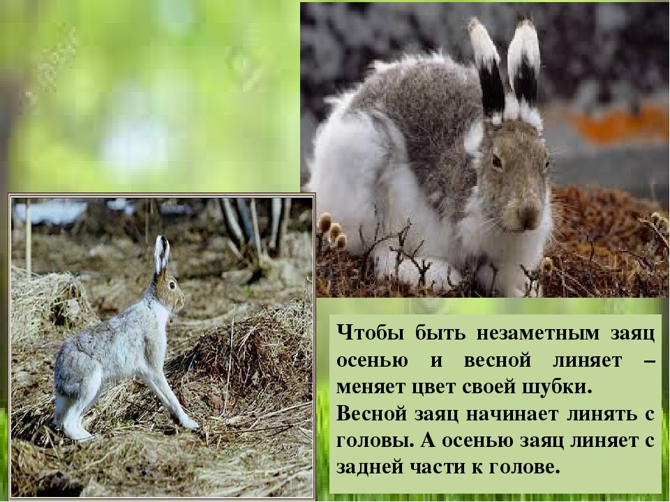 Изменение окраски животных. Заяц меняет шубку. Заяц весной. Заяц меняет окраску. Почему зайцы меняют окраску.