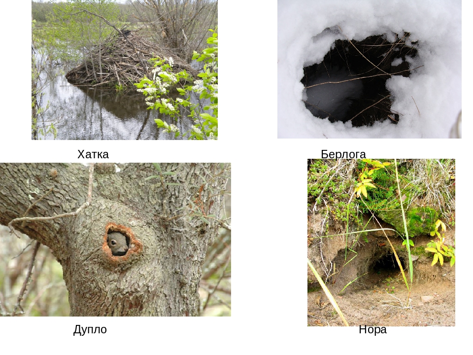 Жилища животных картинки. Нора Логово Берлога. Гнездо дупло Берлога Нора. Нора Берлога Логово дупло куст. Берлога Нора хатка дупло.