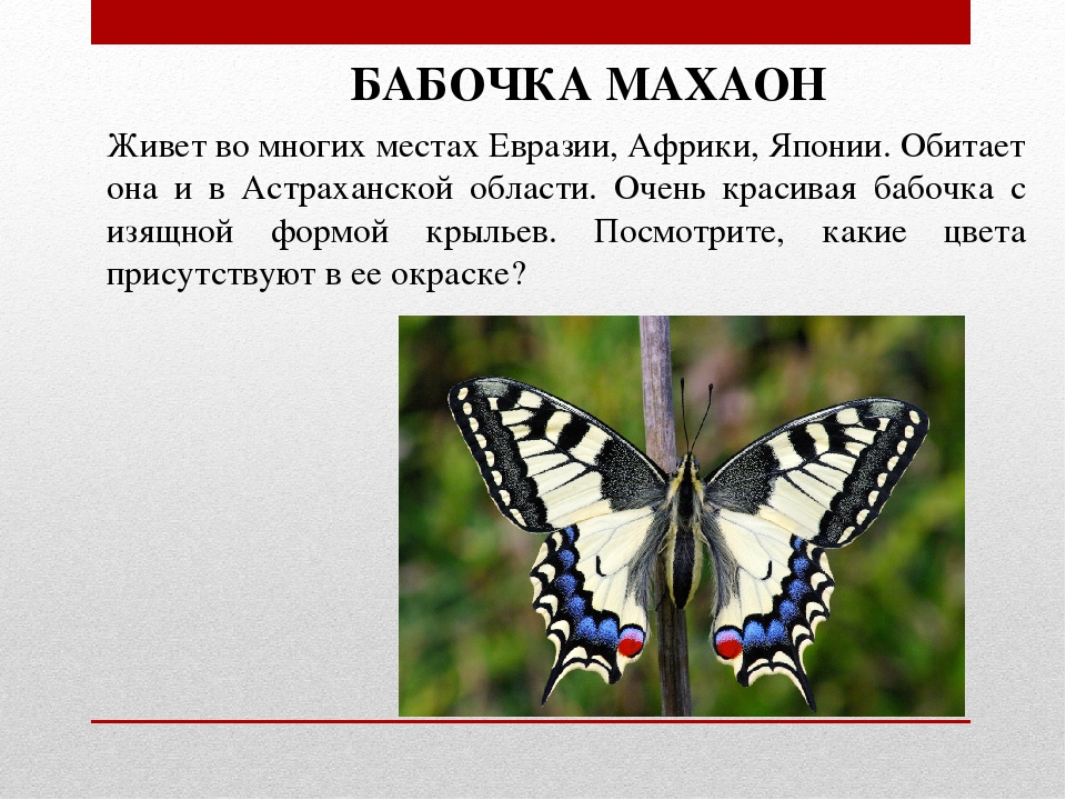 Какая бабочка песня. Мадагаскарская бабочка Махаон. Место обитания бабочки Махаон. Махаон бабочка красная книга. Сколько живёт бабочка Махаон.