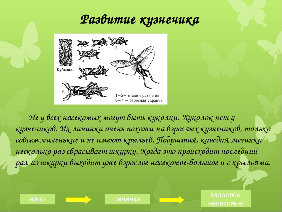 Насекомые размножение. Развитие кузнечика. Формирование кузнечика. Стадии развития кузнечика. Развитие насекомых кузнечик.