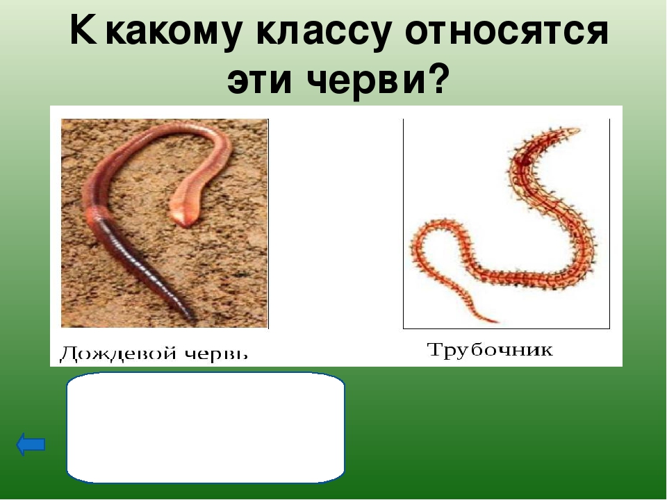 К какому типу относят червей. К какому классу беспозвоночных животных относится дождевой червь?. К какому классу относятся черви. К какому классу относятся дождевые черви. Дождевые черви относятся к типу.