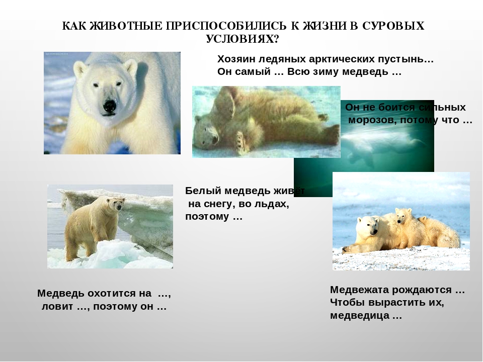 Приспособления животных белый медведь. Как животные приспособились к жизни. Приспособленность белого медведя. Приспособленность бурого медведя к среде обитания