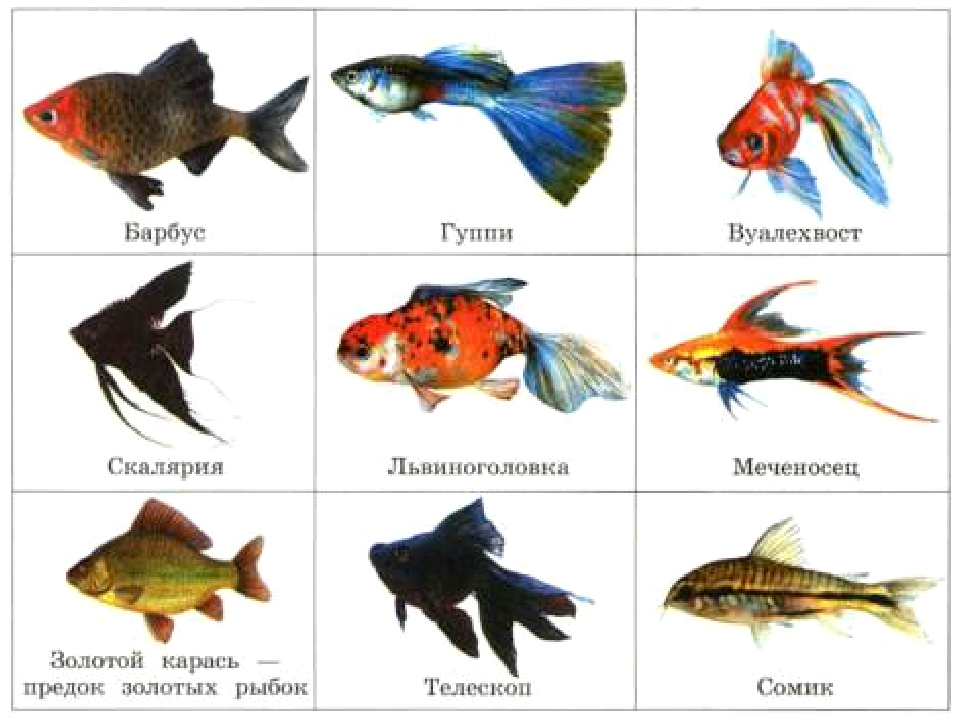 Сколько живут домашние рыбы