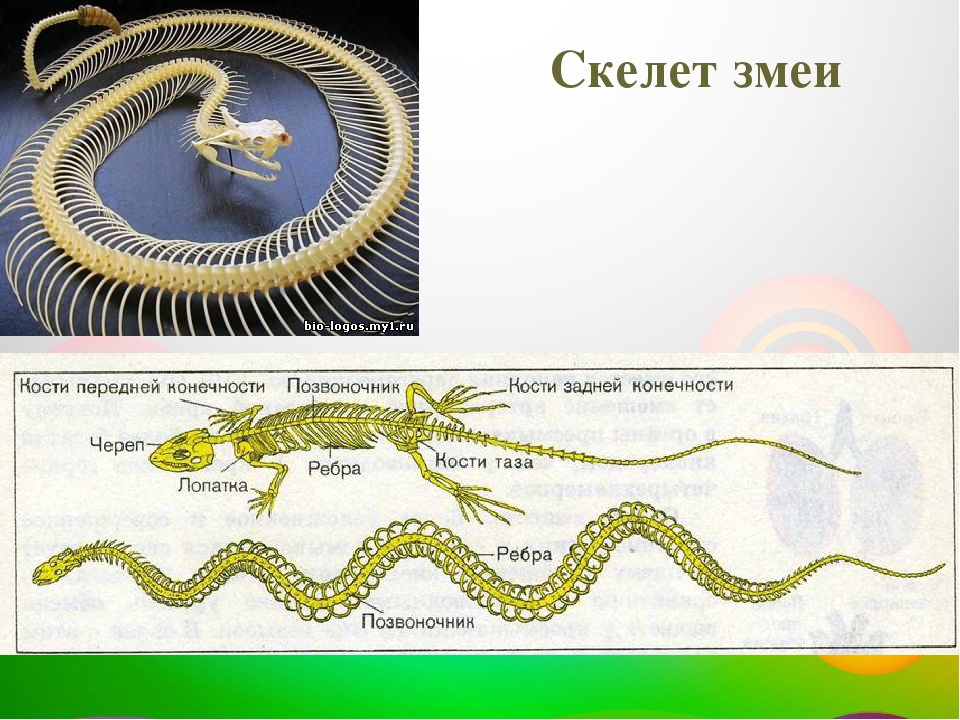 Змеи биология 7 класс. Скелетное строение змеи. Скелет змеи анатомия. Скелет пресмыкающихся змеи. Внутреннее строение змеи.