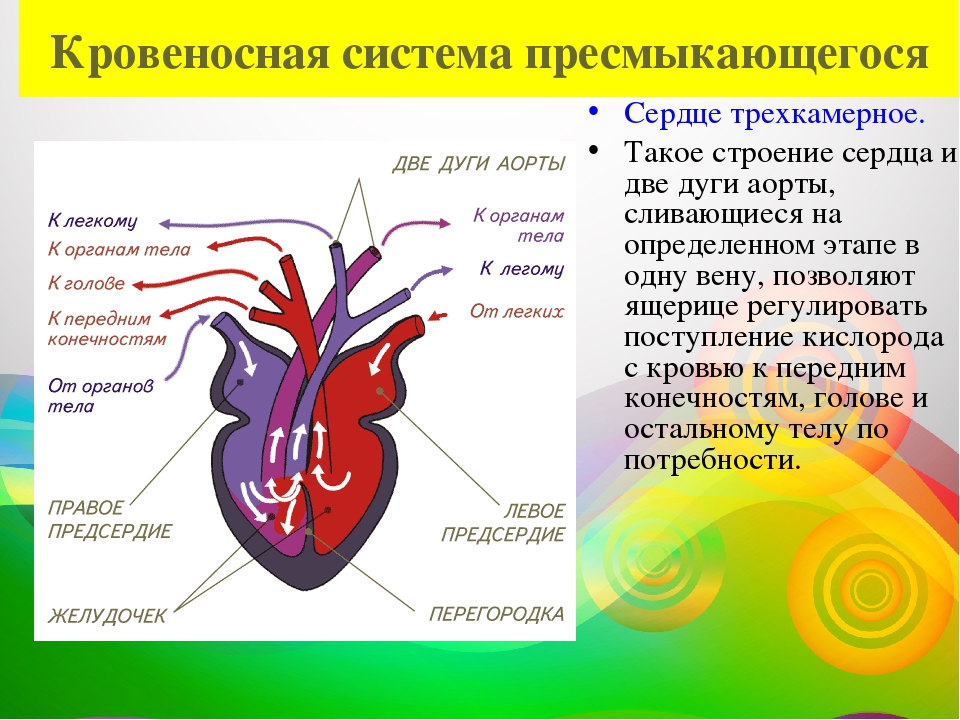 Камерное сердце у пресмыкающихся. Кровеносная система пресмыкающихся 7 класс биология. Кровеносная система пресмыкающихся схема биология 7 класс. Класс пресмыкающиеся Тип кровеносной системы. Строение кровеносной системы рептилий схема.