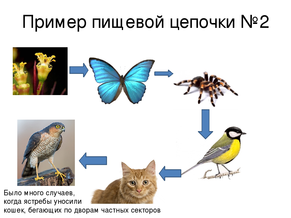 Цепь питания класс. Пищевые Цепочки 5 класс биология. Биология 5 пищевые Цепочки.. Цепочка питания 5 класс биология. Пищевые Цепочки 2 класс.