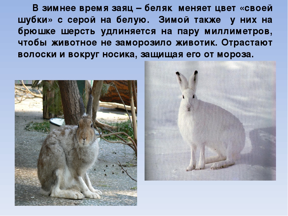 Изменение окраски зайца беляка. Почему зайцы меняют окраску. Животные которые меняют окраску зимой. Заяц меняет шубку. Заяц зимой меняет шубку.