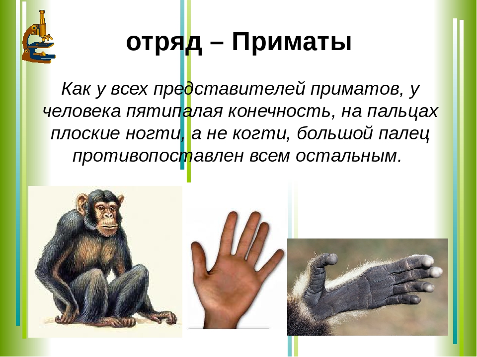 Признаки относящие человека к классу млекопитающих. Отряд приматы представители. Приматы презентация. Особенности отряда приматы. Класс млекопитающие отряд приматы.