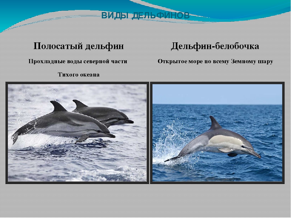 Название дельфинов. Дельфин виды названия. Дельфины породы виды. Виды морских дельфинов. Дельфин относится к группе животных