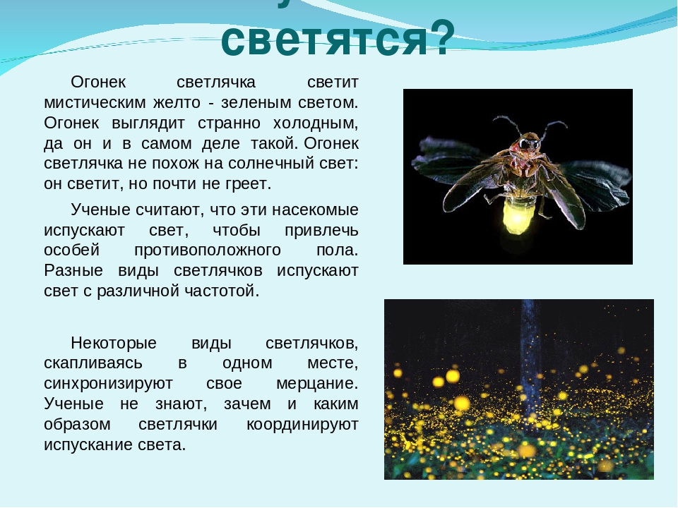 Светлячок фото насекомое описание