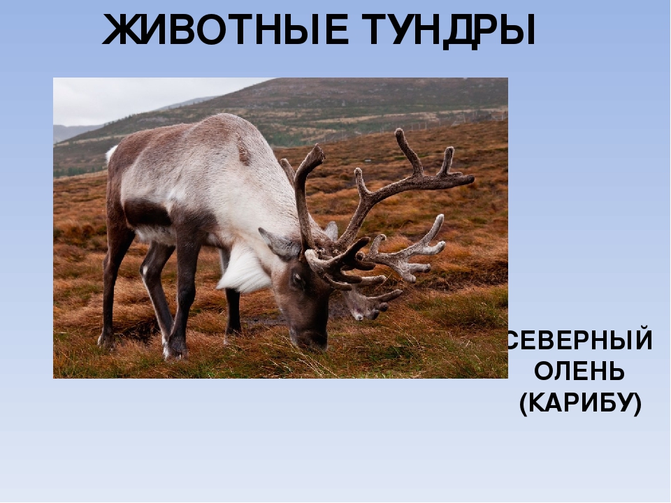 Животные тундры 4. Северный олень 4 класс. Животные тундры презентация. Информация о Северном олене в тундре. Животные тундры 4 класс окружающий.