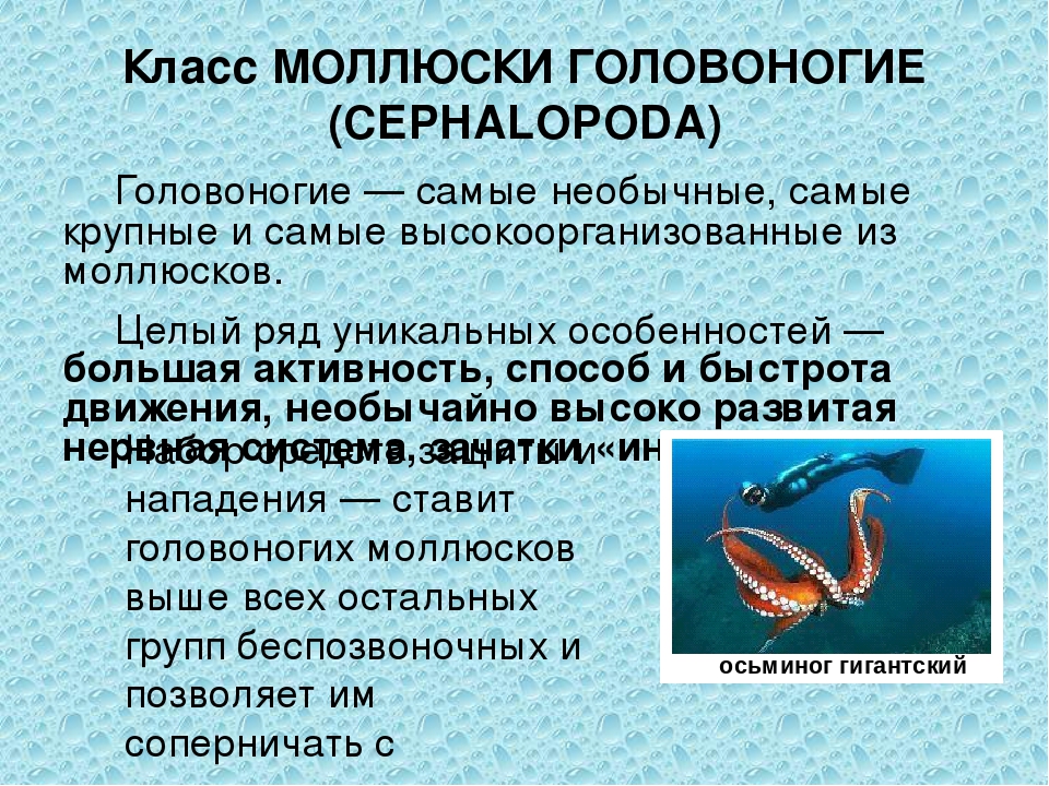 Особенности головоногих. Класс головоногие моллюски. Головоногие моллюски кратко. Класс головоногие моллюски 7 класс. Общая характеристика головоногих моллюсков.