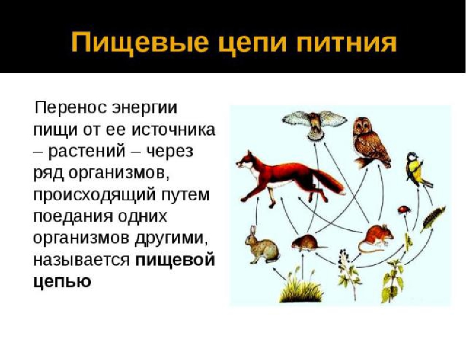 Роль в цепи питания растений. Пищевые Цепочки 5 класс биология. Взаимосвязи организмов в сообществе. Отношение организмов в сообществе презентация. Роль растения в пищевой цепочке.