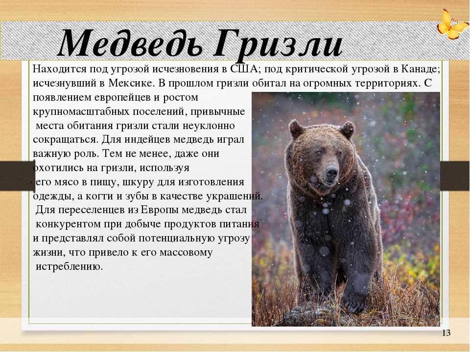 План про медведя