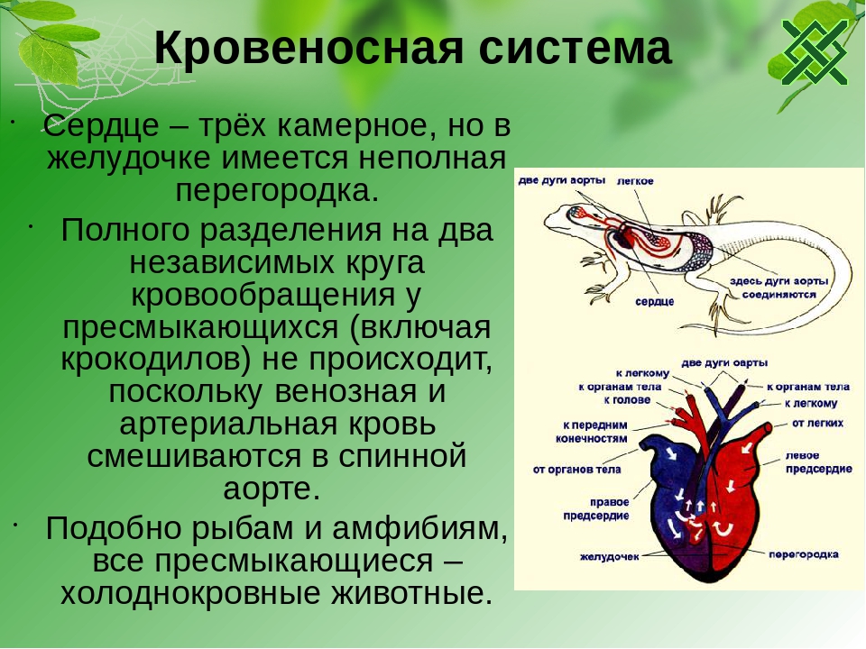 Камеры сердца у рептилий. Система кровеносной системы ящерицы. Кровеносная система пресмыкающихся 7 класс биология. Класс пресмыкающиеся Тип кровеносной системы. Кровеносная система рептилий круги кровообращения.